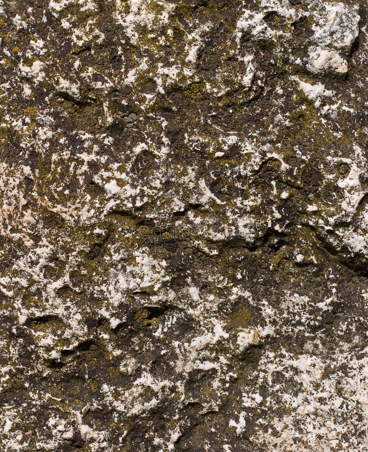 Rock with moss stock image. Image of plant, rock, parasite 7681653