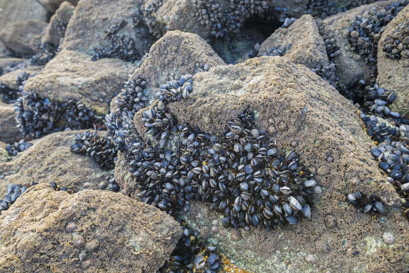 Rock Mussels Freshly Caught Image Stock Image Image of freshly