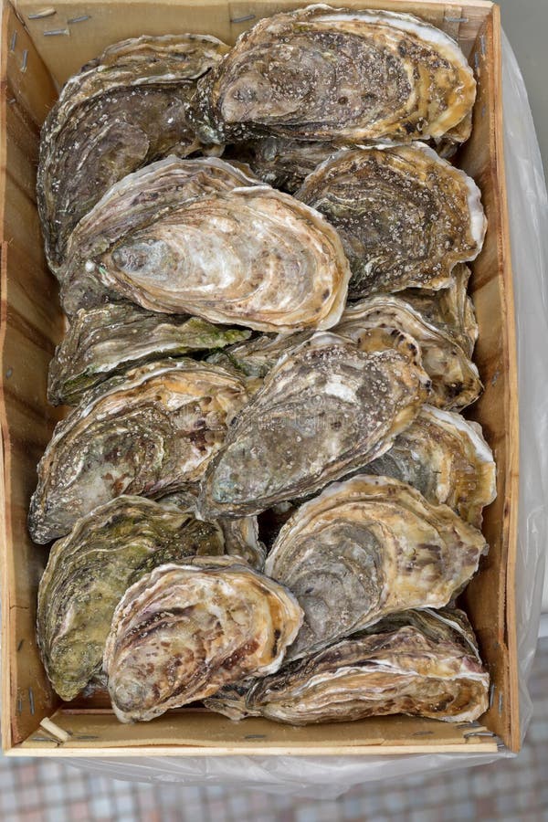 Bunch of Oysters stock image. Image of slate, shellfish 81371935