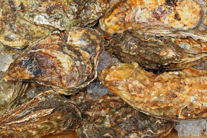 Fresh rock oysters stock photo. Image of vinegar, oyster 12337742