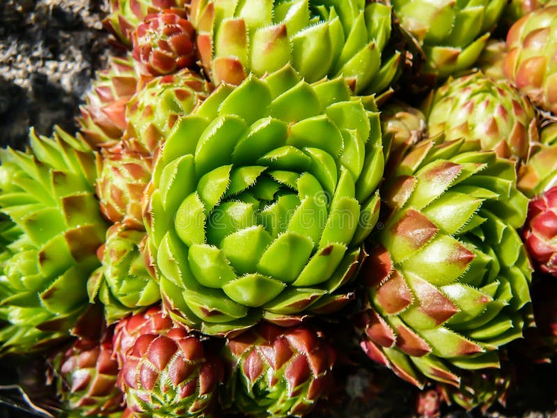 Rock Plant stock image. Image of desert, bare, plant, leaf 2145831