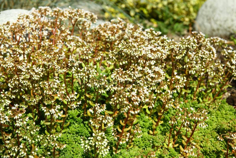 Rock plant stock image. Image of succulent, gardening 154691173
