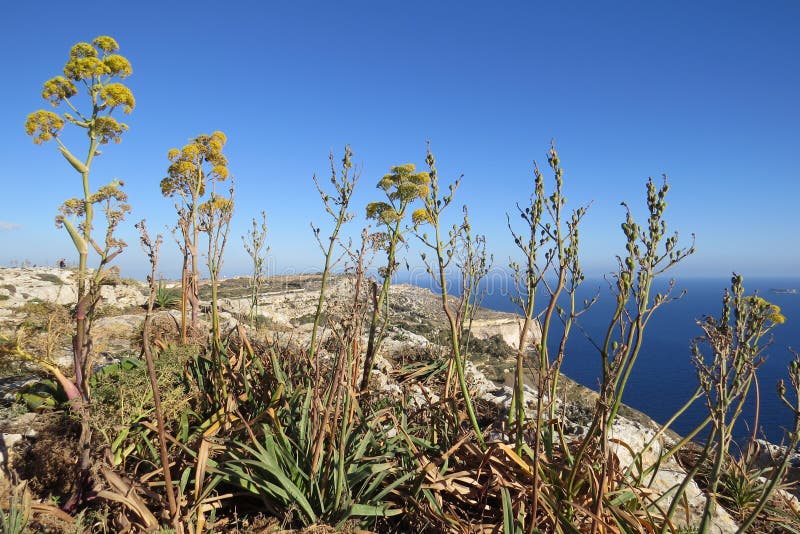 Rock Plants on cliffs stock image. Image of rocks, site 129614173