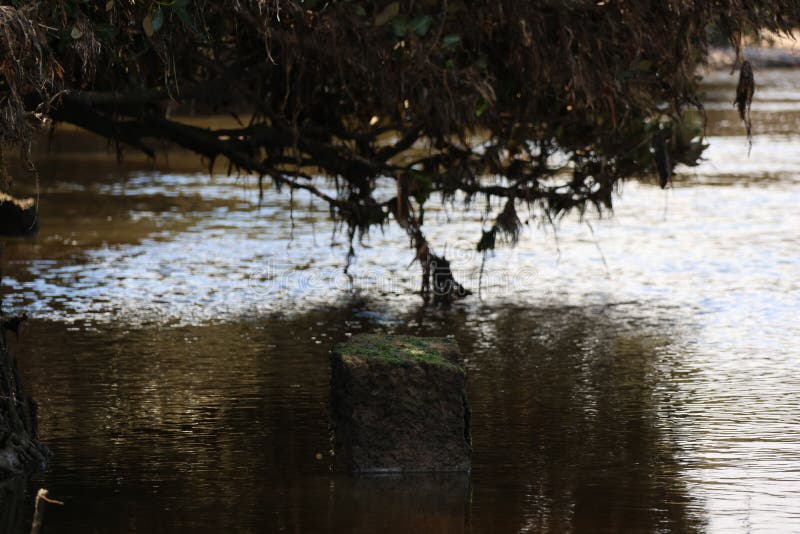 Rock in a Pond Under a Tree Stock Image Image of daytime, outdoors