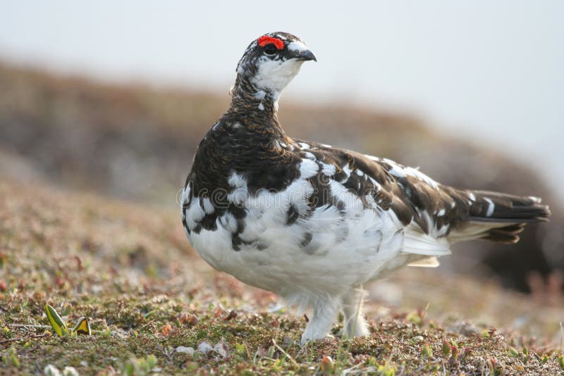 Rock ptarmigan royalty free stock photo