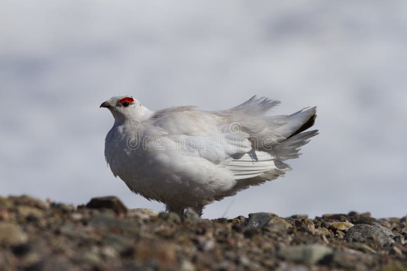 Rock Ptarmigan Lagopus Muta showing spring colours near Baker Lake