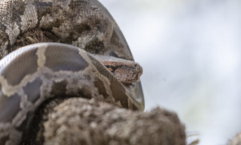 Rock python rock python python sebae taking sunbath on tree