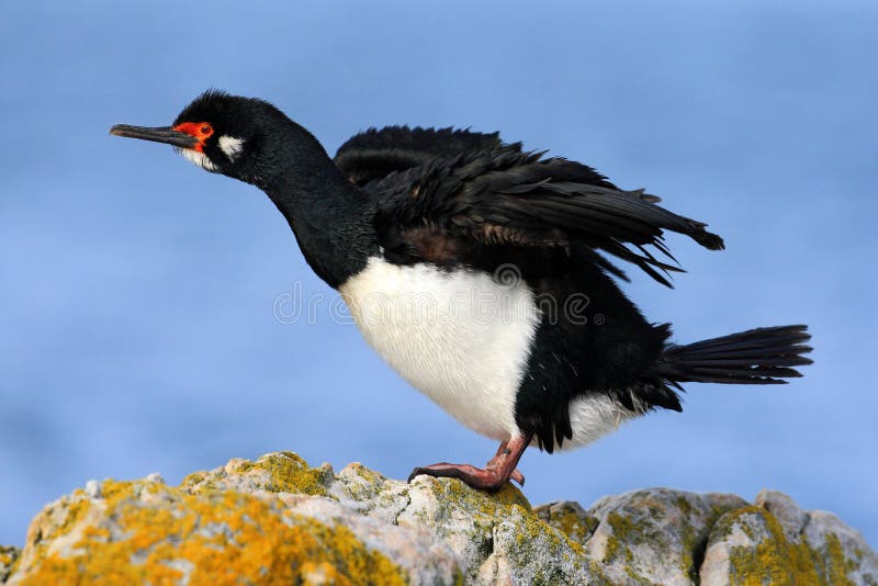 Rock Shag, Phalacrocorax magellanicus. Black and white cormorant Rock Shag with red bill. Sea bird sitting on the stone. Cormorant