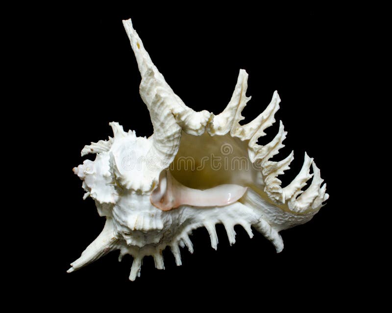 Rock shell or Ramose murex chicoreus seashell on black background