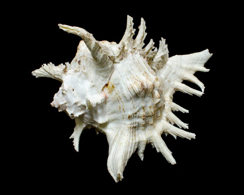 Rock shell or Ramose murex chicoreus seashell on black background