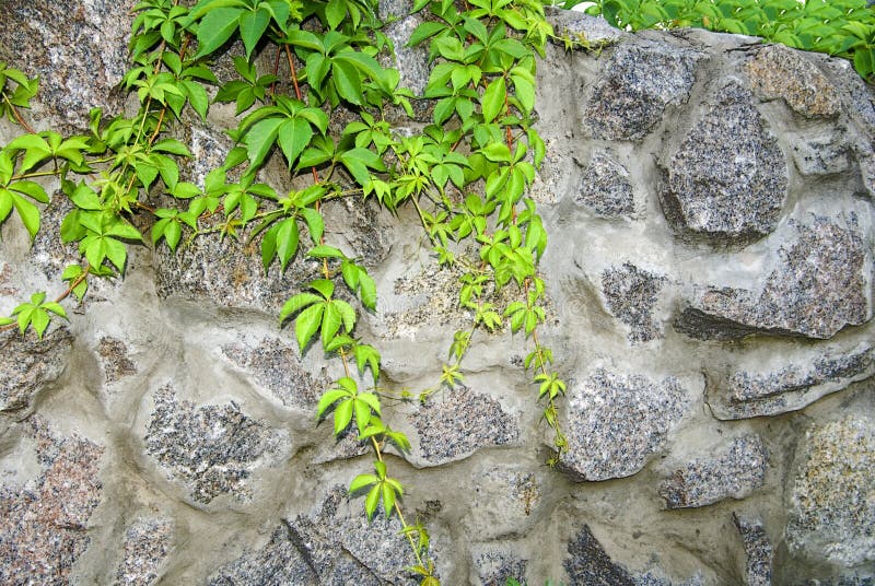 Rock wall stock image. Image of vine, cuts, rock, stand 5647539