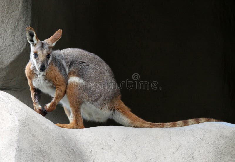 Rock Wallaby