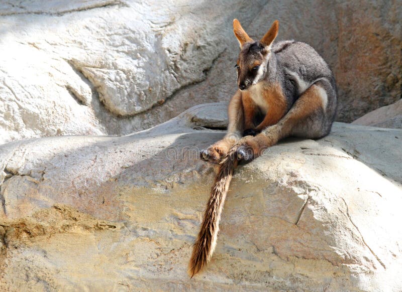 Rock Wallaby