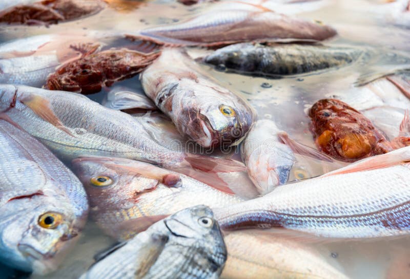 Rockfish stock image. Image of mouth, fish, restaurant 33232733