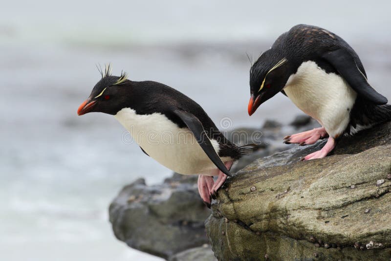 Rockhopper penguin, Eudyptes chrysocome, jumping in the sea, water with waves, birds in the rock nature habitat, black and white s