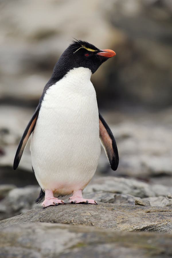 Rockhopper penguin, Eudyptes chrysocome, in the rock nature habitat. Black and white sea bird, Sea Lion Island, Falkland Islands.