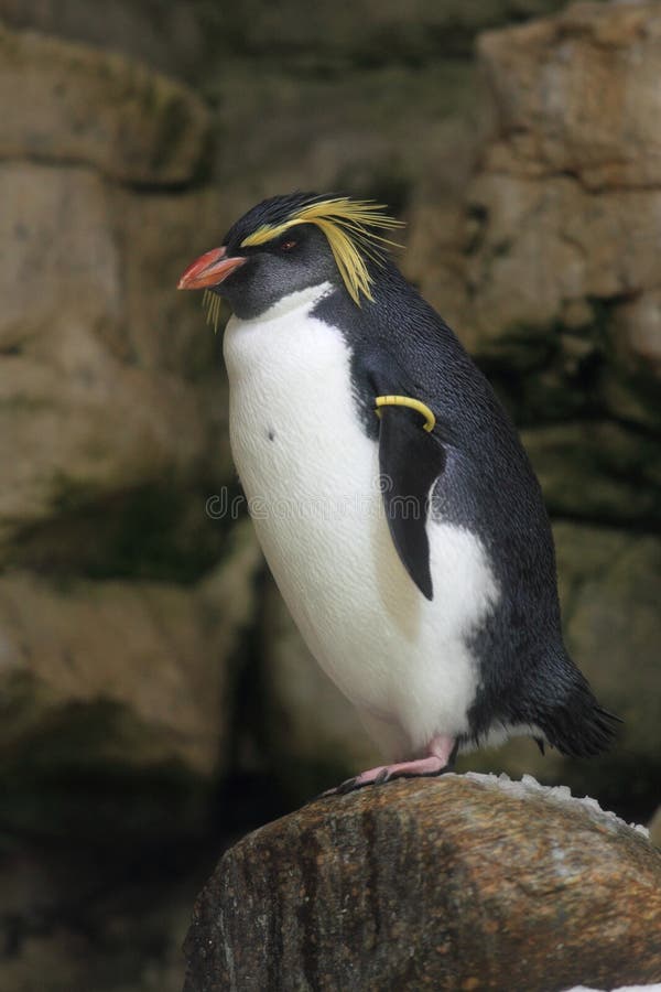 Rockhopper Pinguin stockbild Rockhopper Pinguin stockbild