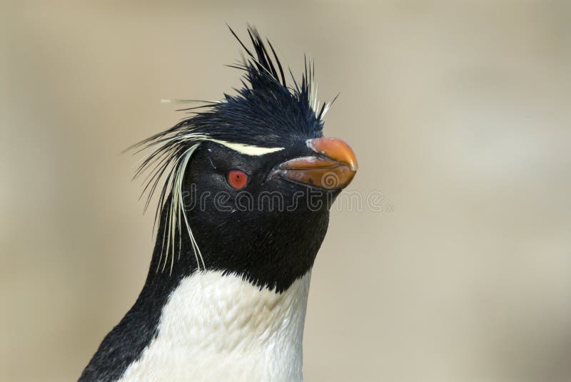 Rockhopper pingwin w Falkland wyspie