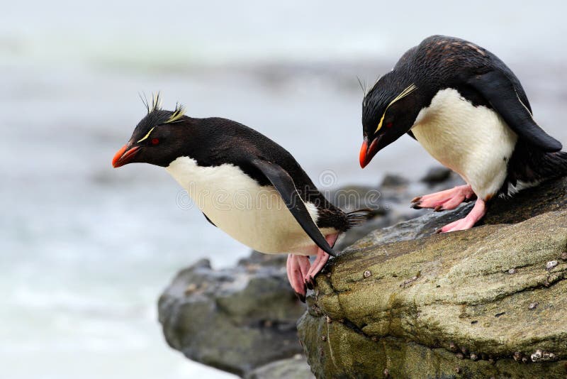 Rockhopperpinguïn, Eudyptes die chrysocome, in het overzees, water met golven, vogels in de habitat van de rotsaard, zwart-wit s stock afbeelding Rockhopperpinguïn, Eudyptes die chrysocome, in het overzees, water met golven, vogels in de habitat van de rotsaard, zwart-wit s stock afbeelding