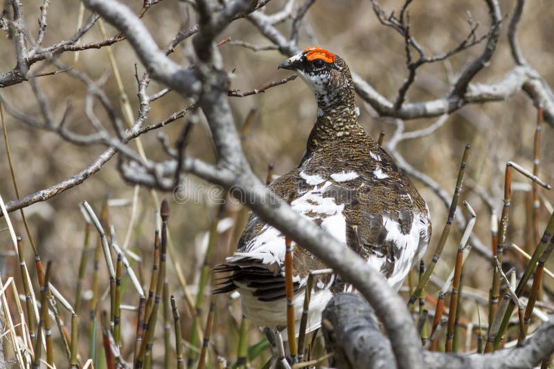 Rockowego Ptarmigan męski obsiadanie na gałąź wierzba w tun fotografia stock Rockowego Ptarmigan męski obsiadanie na gałąź wierzba w tun fotografia stock
