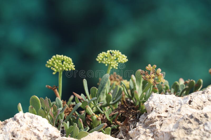 Rockplant in Cyprus stock photo. Image of cyprus, flower 164959074