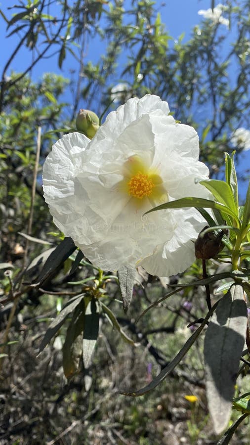 Rockrose Flowers in Spain. White Wild Flowers Stock Photo Image of