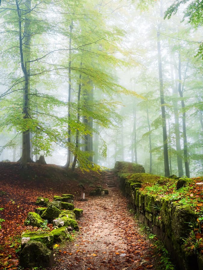 Mystic Foggy Forest Landscape Wallpaper Stock Photo - Image of branch, dramatic: 242704286 Mystic Foggy Forest Landscape Wallpaper Stock Photo - Image of branch, dramatic: 242704286