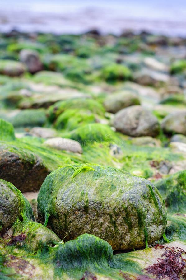 Rocks covered in seaweed by the beach in denmark