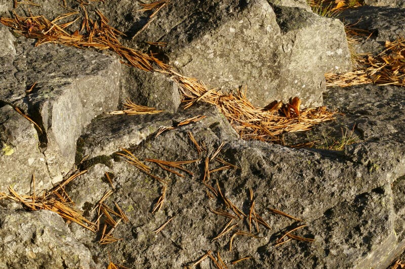 Rocks and dried leaves