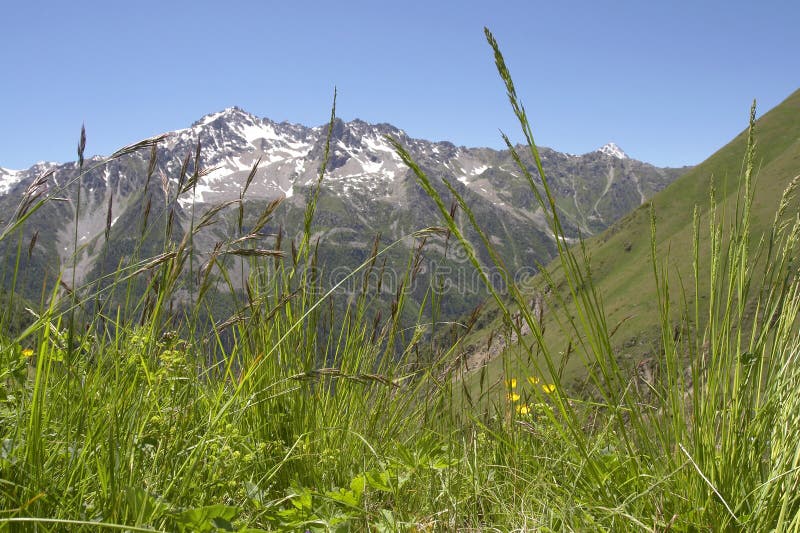 Rocks and grass