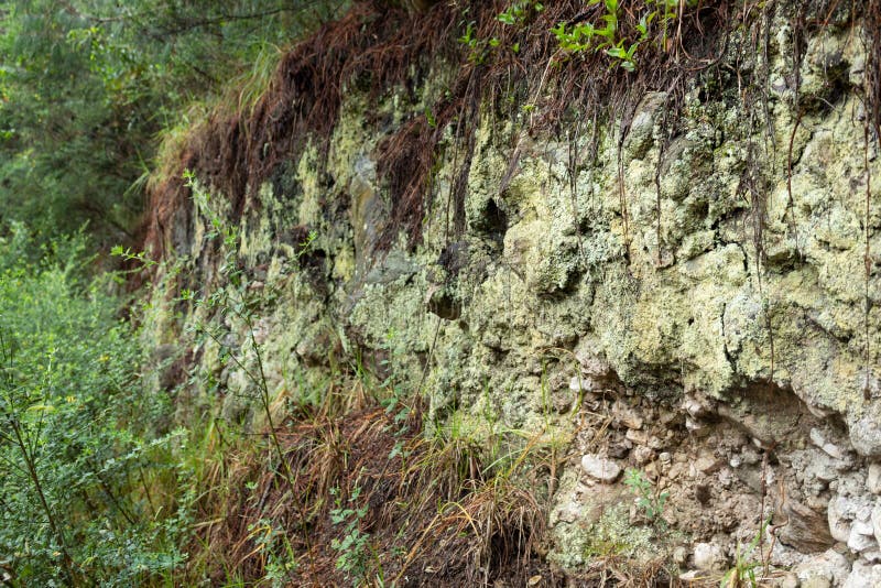 Rocks with green moss and dries pine tree needle into rainforest stock photography