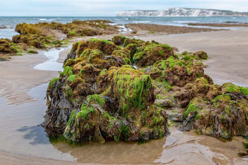 Rocks on an Isle of Wight Beach at Low Tide