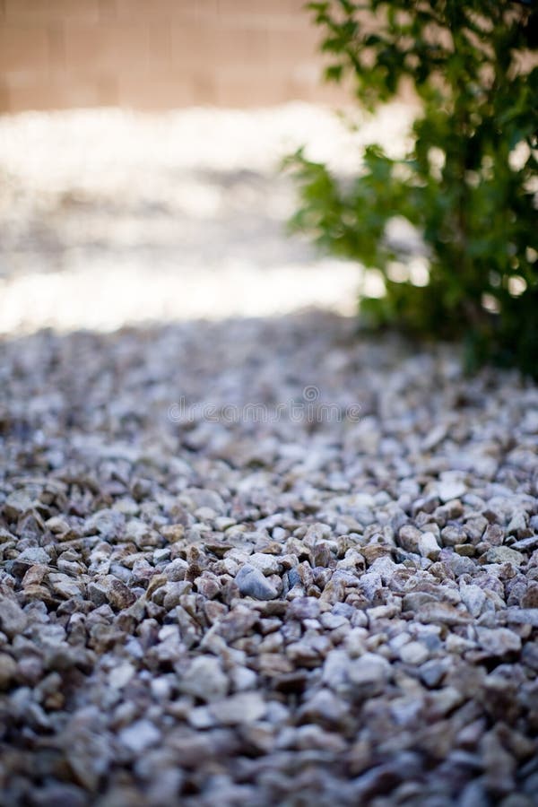 Rocks with a plant