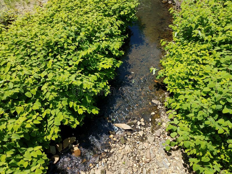 Plants on rocks in river stock image. Image of detail 7041769