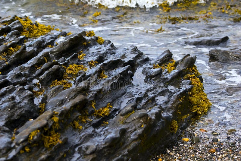 Rocks in the sea with yellow lichen