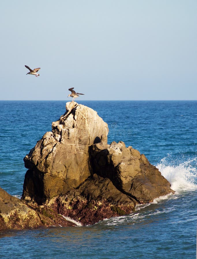 Rocks and seagulls