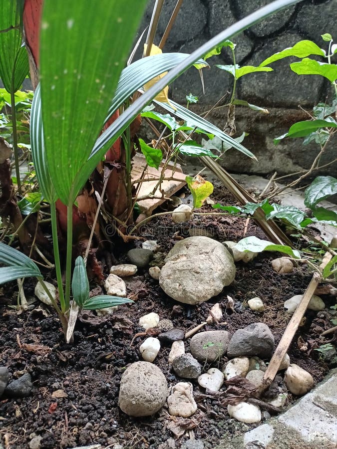 The rocks under the red areca tree royalty free stock photo