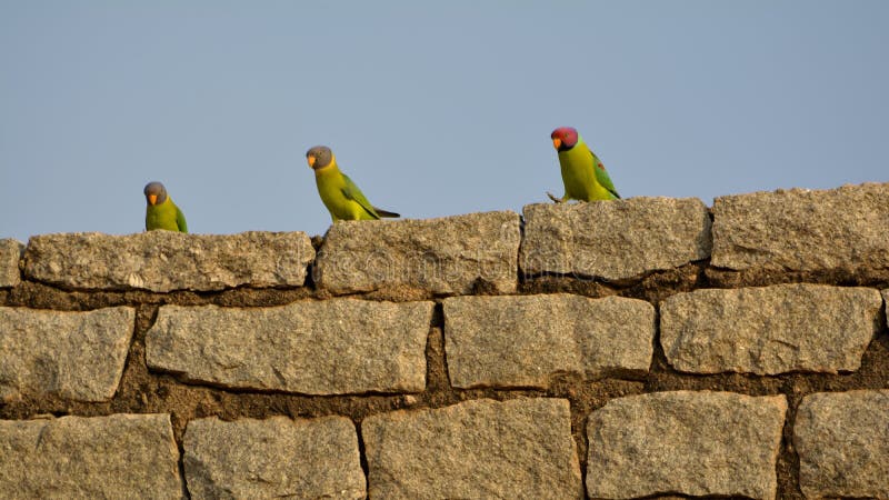 Rockstars - Plum headed parakeet Male and Female royalty free stock photos Rockstars - Plum headed parakeet Male and Female royalty free stock photos