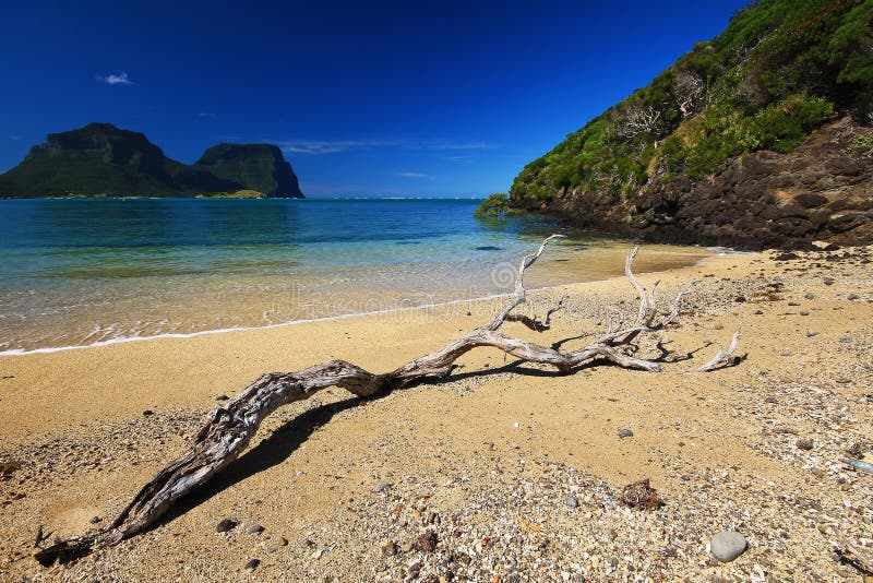 a rocky beach and branch next to a body of water on lord howe island in australia