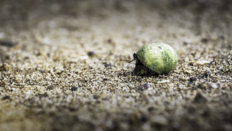 Rocky Beach Crab fotografie stock Rocky Beach Crab fotografie stock