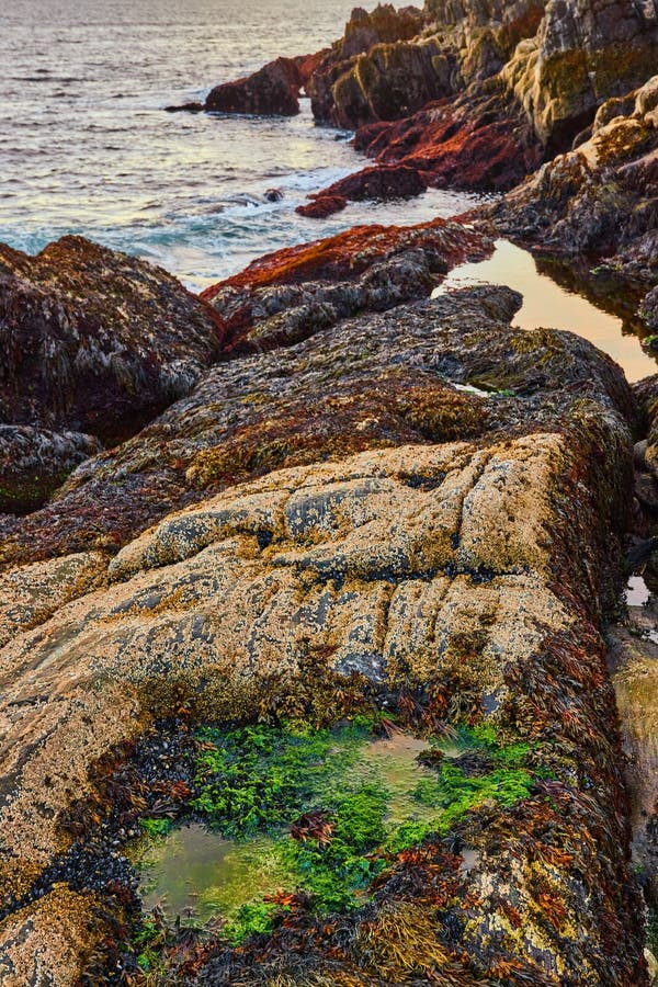 Rocky Coasts of Maine on Ocean during Low Tide with Small Green Algae