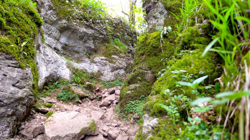 Rocky Footpath through a narrow canyon in the forest