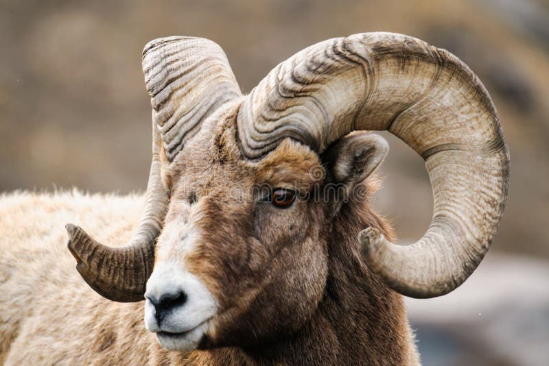 Rocky Mountain Big Horned Sheep photographie stock Rocky Mountain Big Horned Sheep photographie stock