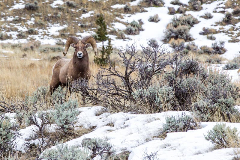 Single Rocky Mountain Bighorn Sheep Standing Alert in Snowy Field With Sagebrush