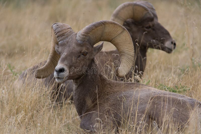 Rocky Mountain Bighorn sheep