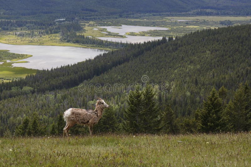 Rocky Mountain Bighorn Sheep - Banff National Park