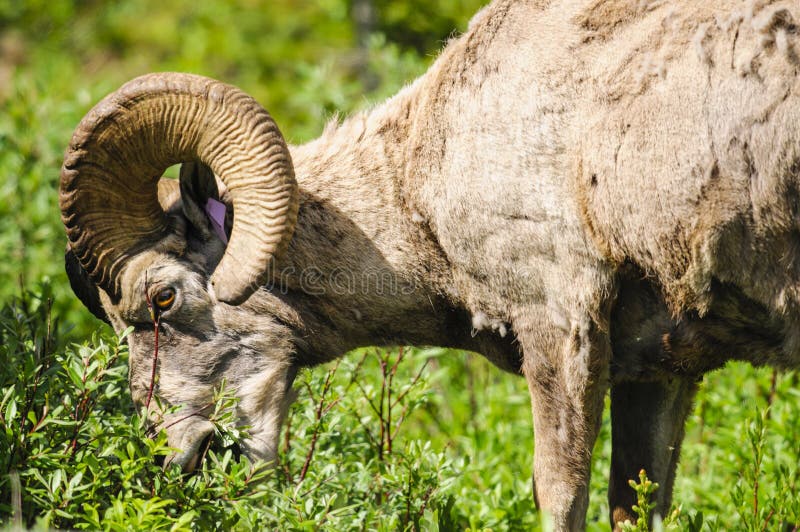 Rocky Mountain Bighorn Sheep (canadensis del Ovis) immagini stock libere da diritti Rocky Mountain Bighorn Sheep (canadensis del Ovis) immagini stock libere da diritti