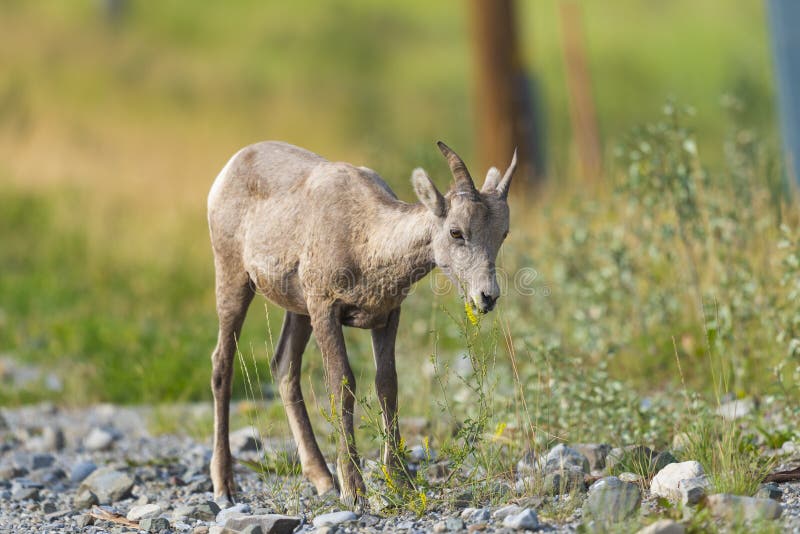 Rocky Mountain Bighorn Sheep (canadensis del Ovis) fotografie stock Rocky Mountain Bighorn Sheep (canadensis del Ovis) fotografie stock