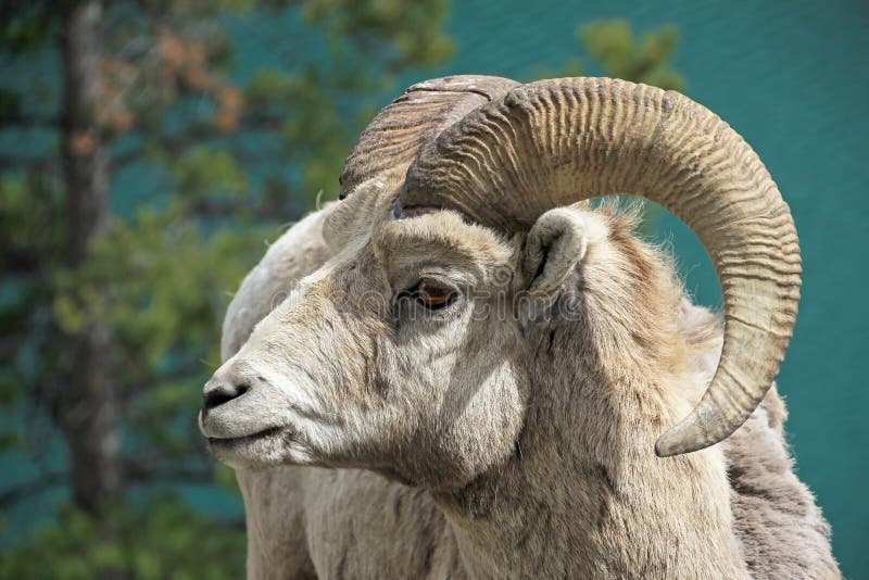 Rocky Mountain Bighorn Sheep, canadensis latin do canadensis do ovis do nome, Banff, Canadá fotos de stock Rocky Mountain Bighorn Sheep, canadensis latin do canadensis do ovis do nome, Banff, Canadá fotos de stock