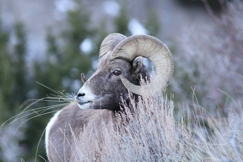 Rocky Mountain Bighorn Sheep